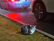 Кот из Калининградской области стал по ночам уходить в Польшу (видео)