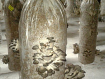 Лужков показал Алиханову первый урожай своих грибов