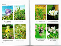 Нацпарк Куршская коса впервые опубликовал книгу о редких растениях