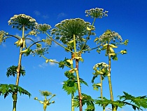 Власти раздадут деньги на борьбу с борщевиком в Калининградской области