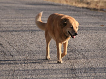 ДТП под Калининградом произошло из-за собаки