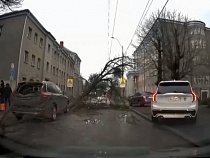 На внедорожник на ул. Радищева рухнуло дерево  