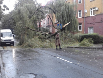 Сильный ветер повалил в Калининграде 16 деревьев
