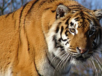 В Калининграде на человека напал амурский тигр