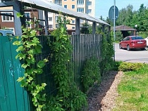 В Зеленоградске теперь даже мусор драпируют живым виноградом