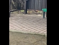 Калининградец снял кишащую крысами остановку автобусов  