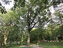 Калининградские экологи обратились к Чайке из-за варварской вырубки дубов