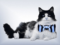 «Вымпелком» стал единоличным владельцем калининградского «ВестБалт Телекома»