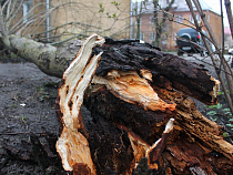 Мэрия Калининграда раскошелится за раздавленную деревом машину