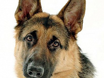 Четвероногие друзья: в Калининграде пройдет монопородная выставка немецких овчарок