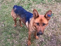 Под Калининградом дети ради развлечения покрасили собаку 