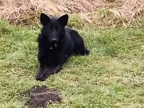 В Гурьевске собака месяц сидит на остановке в ожидании хозяина