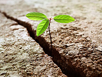 В Калининграде впервые за 8 лет формируют страховой фонд семян лесных растений