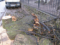 Администрация Калининграда заплатит за падение дерева на автомобиль