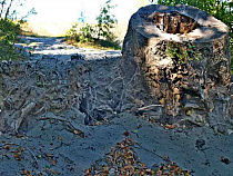 Жители Балтийска: мы будем собирать подписи в защиту леса