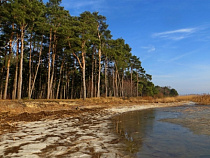 Что-то огородить или построить в лесу без документов теперь может встать в копеечку