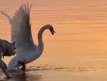 В Прибрежном на глазах у нормальных людей лебедя затравили собакой