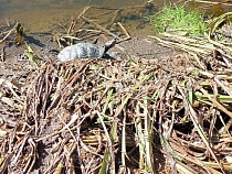 Американская черепаха отменила осень в Калининграде