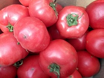 Из Турции в Калининградскую область на помидорах привезли опасную моль