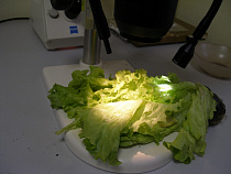 За неделю в Калининградскую область ввезли свыше 31 тыс. тонн плодоовощной продукции