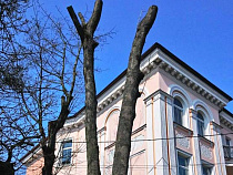 На улице Комсомольской в Калининграде незаконно «подстригли» клёны