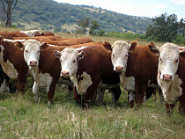 На одну голову скота заготовлено корма на 25% меньше положенной нормы