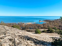 В Калининградской области деревья отказываются сбрасывать листья зимой