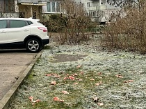 В Калининграде на глазах у детей плодят полчища крыс