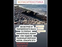 На берегу Балтики умирает морской котик 