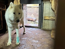 В Калининграде перекрасился белый волк