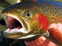 Через Калининград из Польши везут икру форели в большую Россию