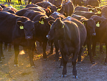 АПХ «Мираторг» инвестировал свыше 650 млн рублей в расширение проекта мясного скотоводства в Калининградской области в 2016 году