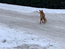 Под Калининградом лиса показывает людям вцепившийся в неё капкан