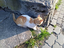 Кошкам в Калининграде везли шведский корм из Польши