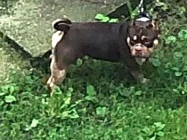 В Калининграде на Банковской собакой убивают пока только котов