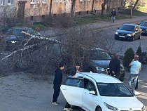 Берёза отомстила за плитку у ресторана «Арарат» в Калининграде