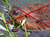 В Калининградской области начинается массовая охота на бобров