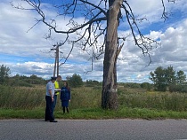 Прокуратура проверила вырубку сухих деревьев в Славском районе