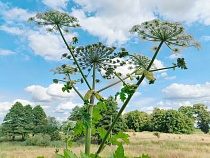 Минсельхоз говорит о больших успехах в борьбе с борщевиком