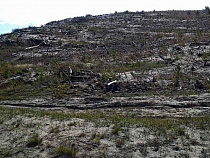 Дюна у высоты Эфа на Куршской косе до сих пор обуглена (фото)