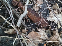 В городском парке Балтийска нашли минометную мину времен ВОВ