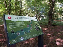 В Калининграде напившиеся деревья стали угрожать людям 