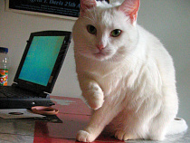 Девушка, спиртное, ноутбук: 23-летняя дама обнесла кавалера