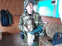 Под Калининградом три филина вышли на свободу