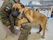 Пёс Компот сможет и дальше служить в воинской части в Калининграде