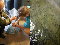 В Куршском заливе увеличили популяцию промысловой рыбы (фото)