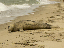 Внимание, тюлень: что делать, если вы обнаружили на пляже тюленя