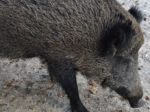 Житель Железнодорожного украл у соседа мумию кабана