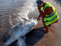 На побережье под Калининградом впервые появился тунец