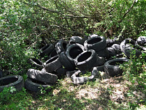 Под Калининградом ликвидировали свалку автошин